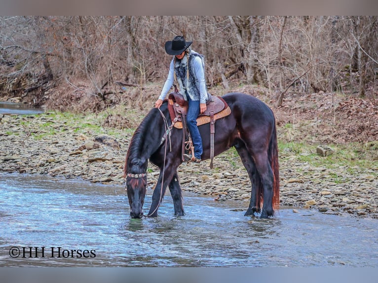 Percheron Ruin 4 Jaar Zwart in Flemingsburg Ky