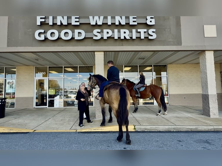 Percheron Mix Ruin 5 Jaar 157 cm Roodbruin in Gap, PA