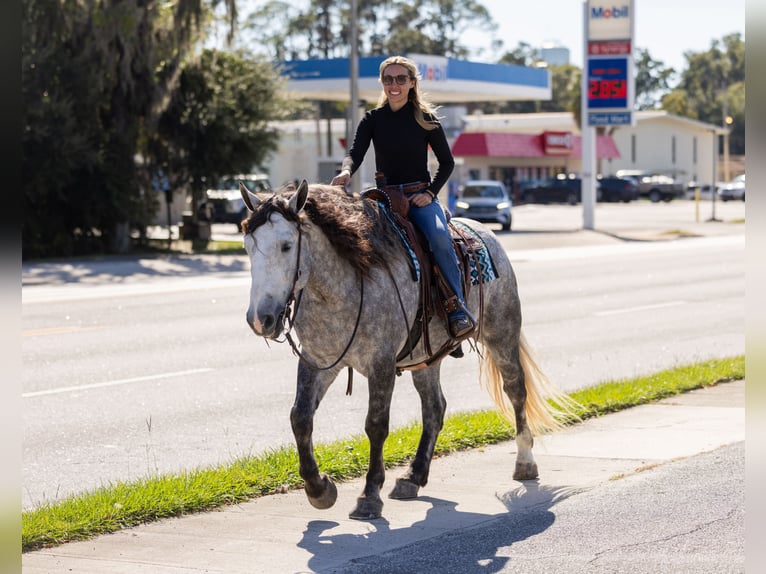 Percheron Mix Ruin 5 Jaar 160 cm Schimmel in Ocala