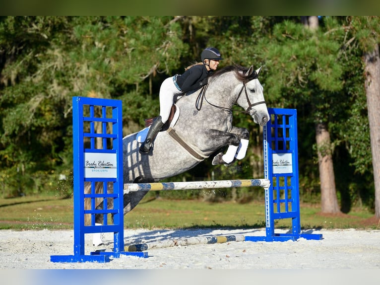 Percheron Mix Ruin 5 Jaar 160 cm Schimmel in Ocala