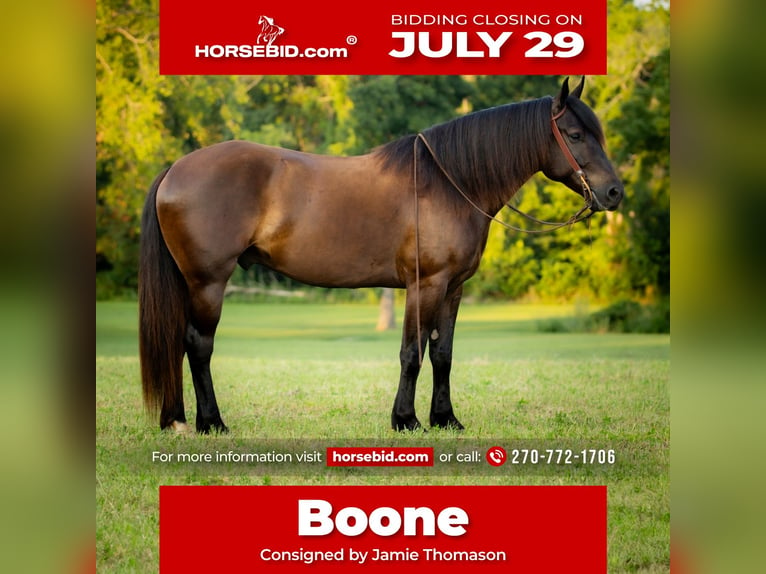 Percheron Mix Ruin 5 Jaar 160 cm Zwart in Auburn, KY