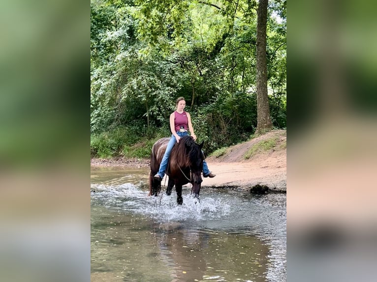 Percheron Mix Ruin 5 Jaar 160 cm Zwart in Auburn, KY