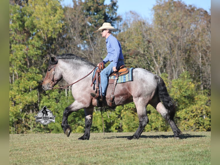 Percheron Ruin 5 Jaar 163 cm Roan-Bay in Mount Vernon, KY