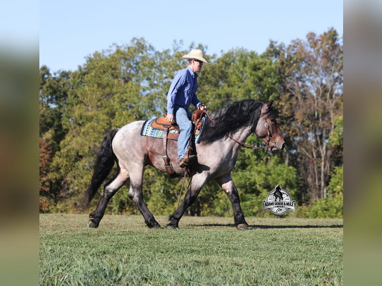 Percheron Ruin 5 Jaar 163 cm Roan-Bay in Mount Vernon, KY