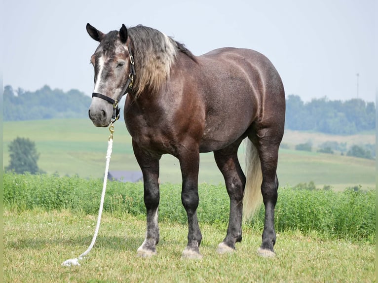 Percheron Mix Ruin 5 Jaar 163 cm Schimmel in Fresno