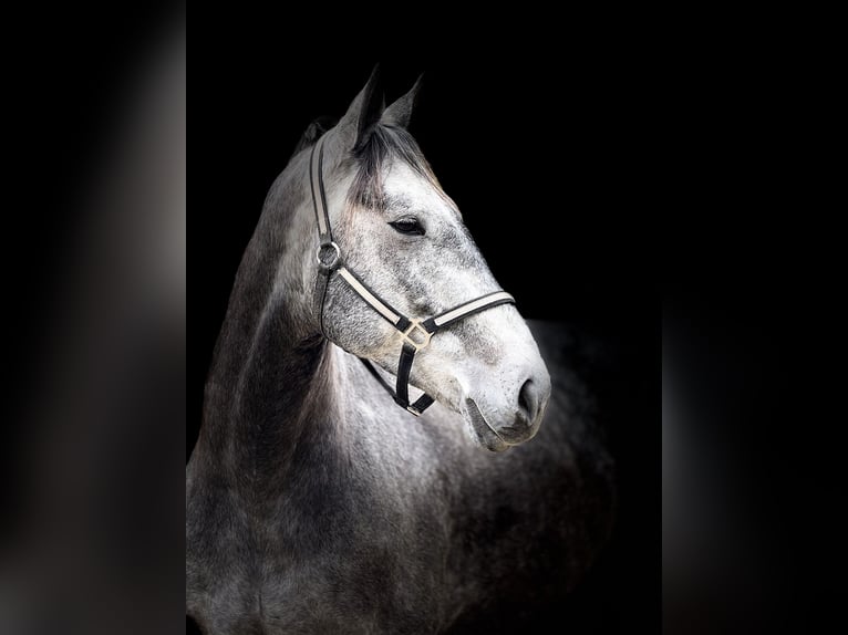 Percheron Mix Ruin 5 Jaar 163 cm Schimmel in Gap