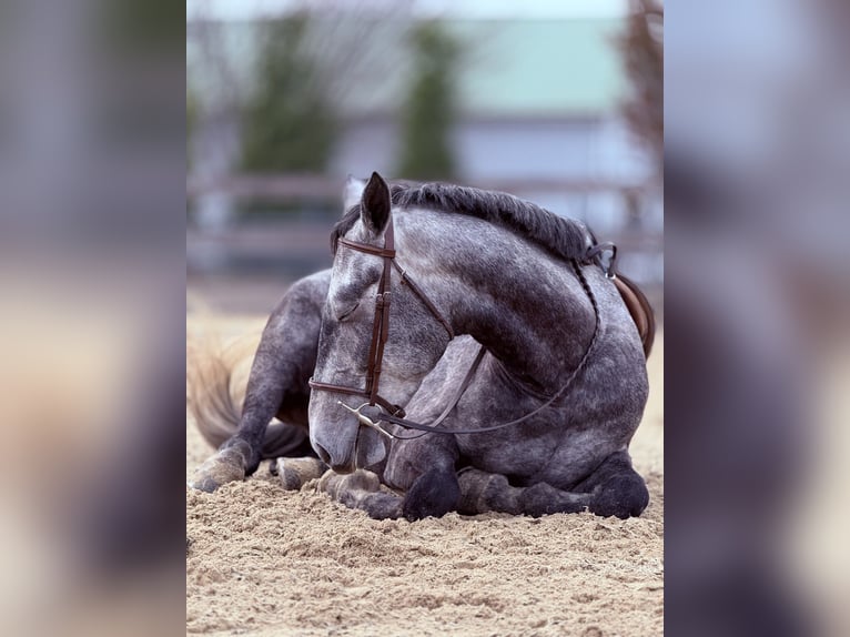 Percheron Mix Ruin 5 Jaar 163 cm Schimmel in Gap