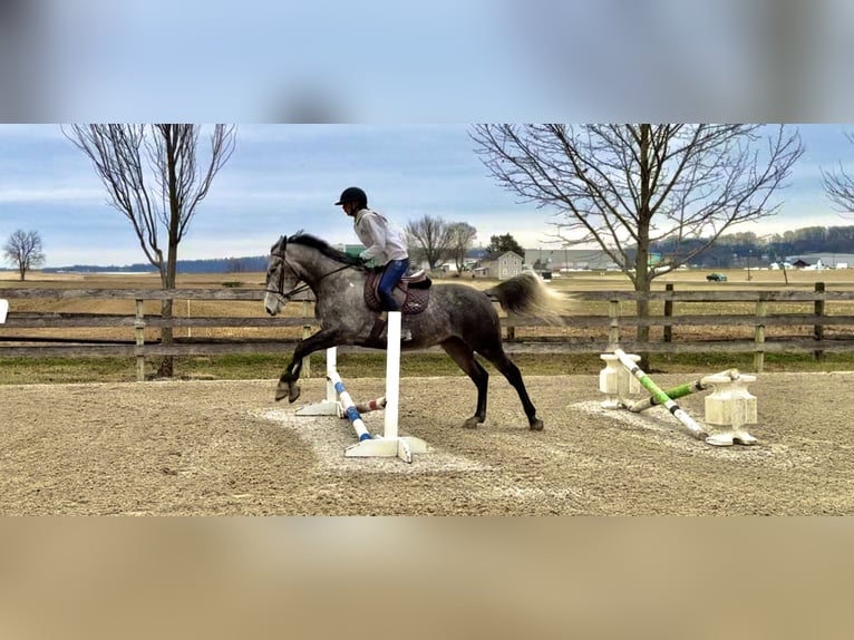 Percheron Mix Ruin 5 Jaar 163 cm Schimmel in Gap