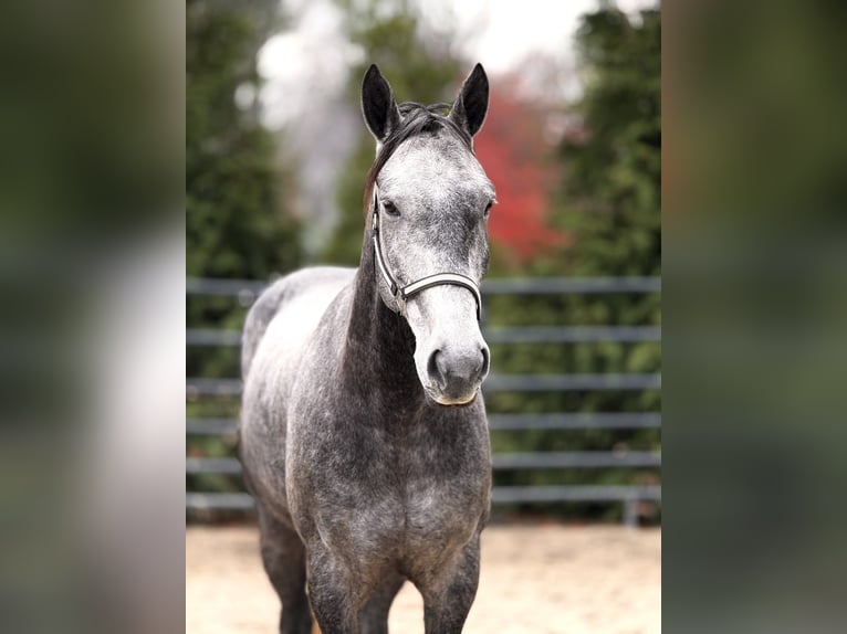 Percheron Mix Ruin 5 Jaar 163 cm Schimmel in Gap