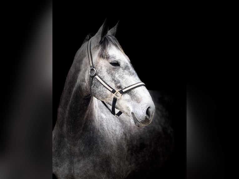 Percheron Mix Ruin 5 Jaar 163 cm Schimmel in Gap