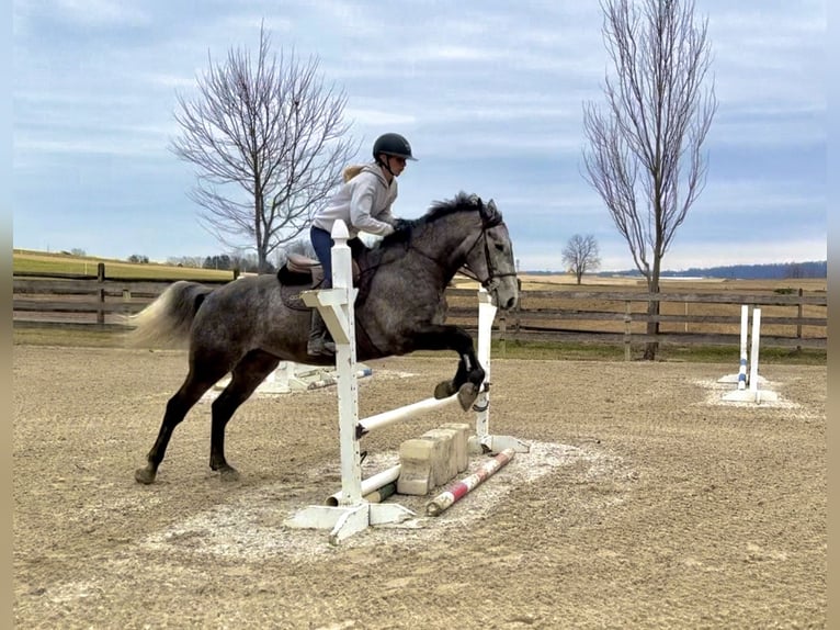 Percheron Mix Ruin 5 Jaar 163 cm Schimmel in Gap