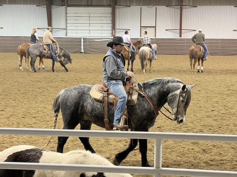 Percheron Mix Ruin 5 Jaar 163 cm Schimmel in Westcliffe