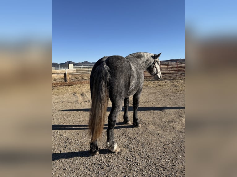 Percheron Mix Ruin 5 Jaar 163 cm Schimmel in Westcliffe