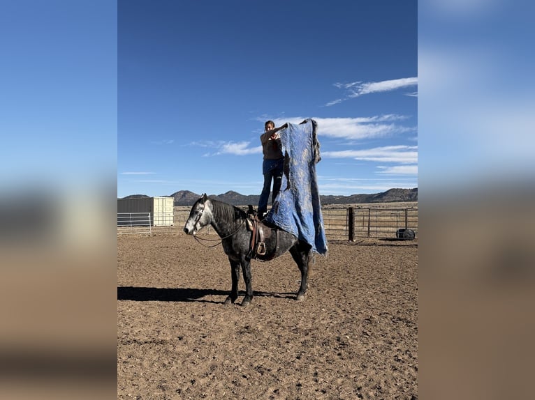 Percheron Mix Ruin 5 Jaar 163 cm Schimmel in Westcliffe