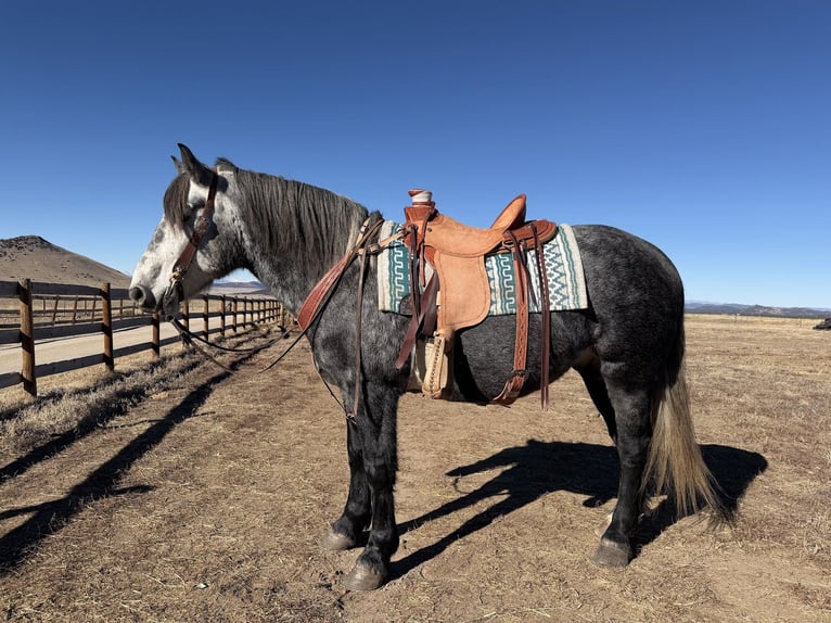 Percheron Mix Ruin 5 Jaar 163 cm Schimmel in Westcliffe