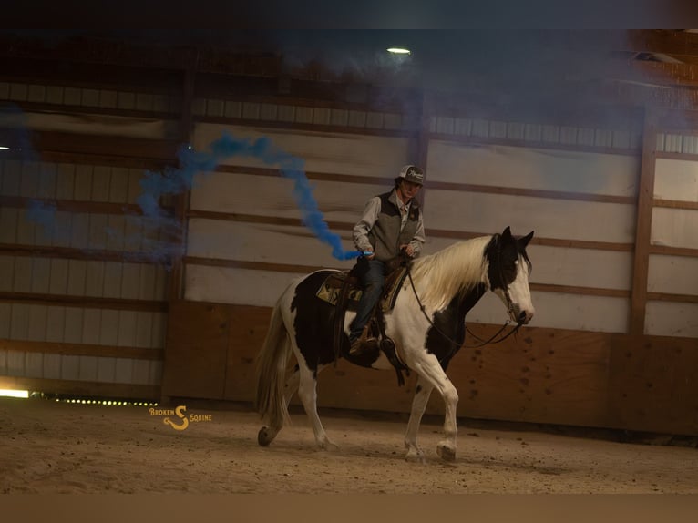 Percheron Mix Ruin 5 Jaar 168 cm Gevlekt-paard in Bogard