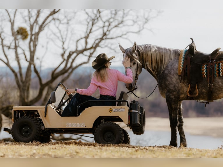 Percheron Mix Ruin 5 Jaar 168 cm Schimmel in Quitman
