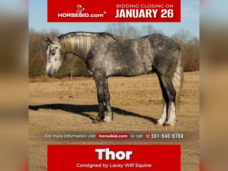 Percheron Mix Ruin 5 Jaar 168 cm Schimmel in Quitman