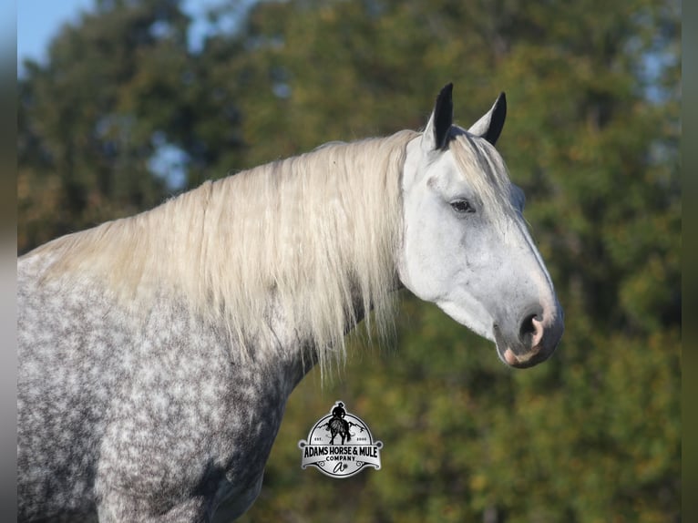 Percheron Ruin 5 Jaar 170 cm Appelschimmel in Mount Vernon
