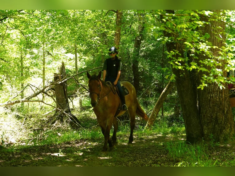 Percheron Mix Ruin 5 Jaar 173 cm Roan-Red in Clover