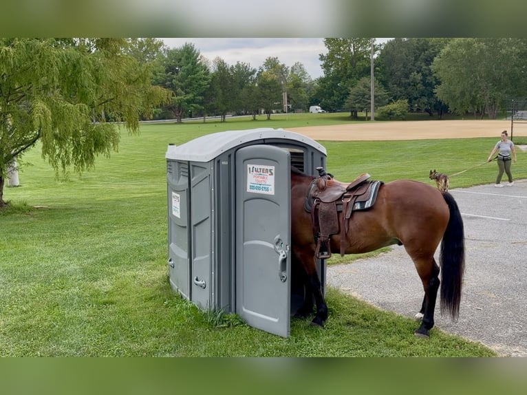 Percheron Mix Ruin 5 Jaar 173 cm Roodbruin in Gap