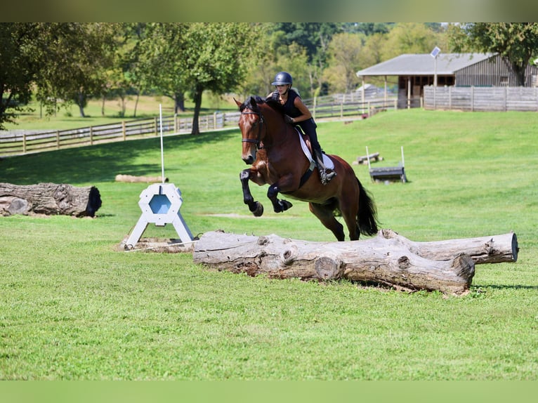 Percheron Mix Ruin 5 Jaar 173 cm Roodbruin in Gap