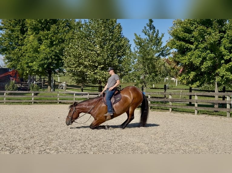 Percheron Mix Ruin 5 Jaar 173 cm Roodbruin in Gap