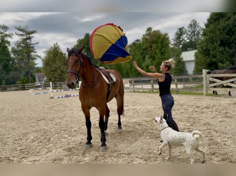 Percheron Mix Ruin 5 Jaar 173 cm Roodbruin in Gap