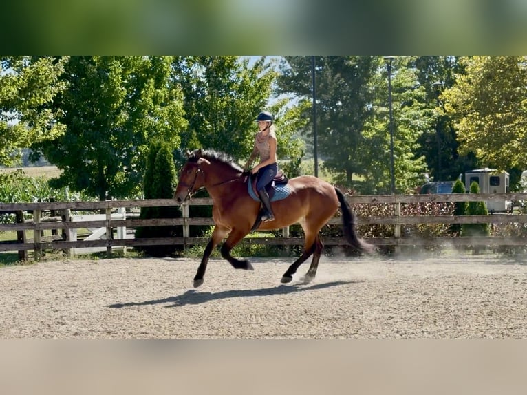 Percheron Mix Ruin 5 Jaar 173 cm Roodbruin in Gap