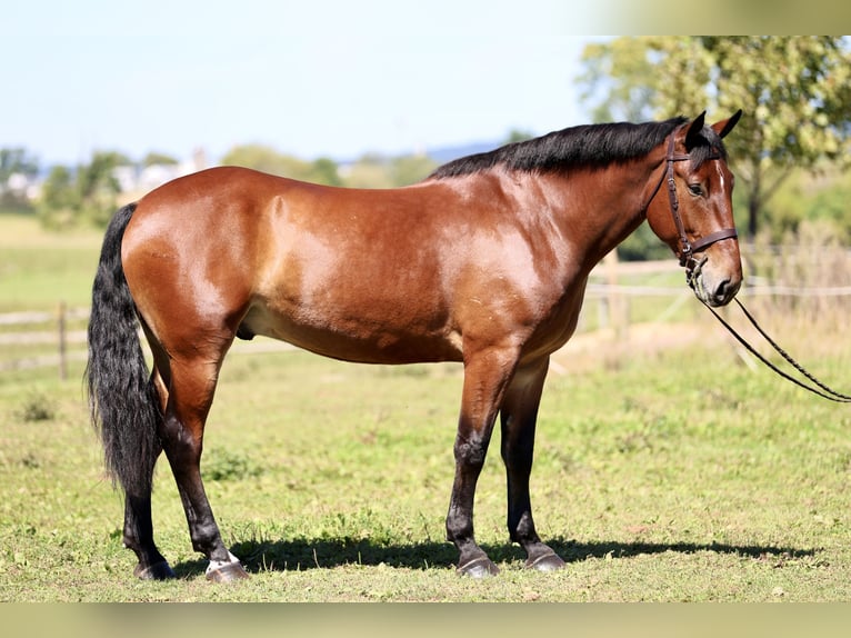 Percheron Mix Ruin 5 Jaar 173 cm Roodbruin in Gap