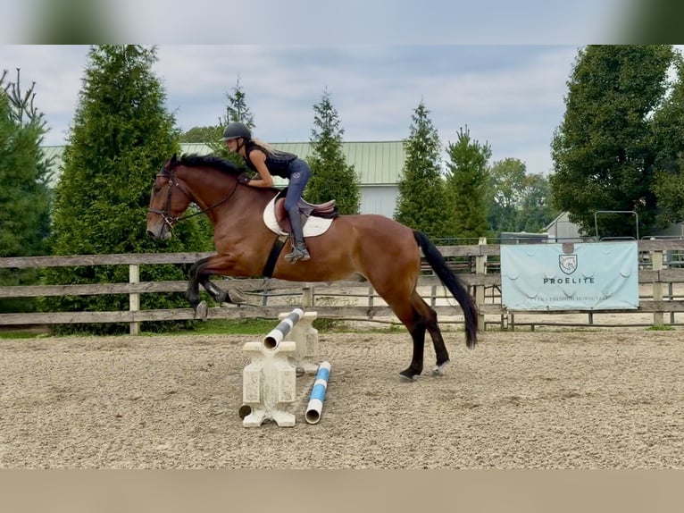 Percheron Mix Ruin 5 Jaar 173 cm Roodbruin in Gap