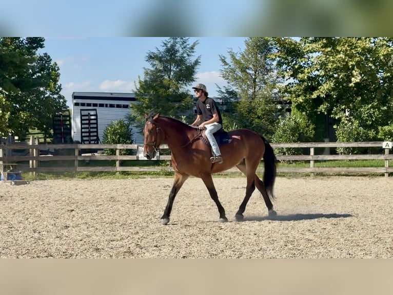 Percheron Mix Ruin 5 Jaar 173 cm Roodbruin in Gap