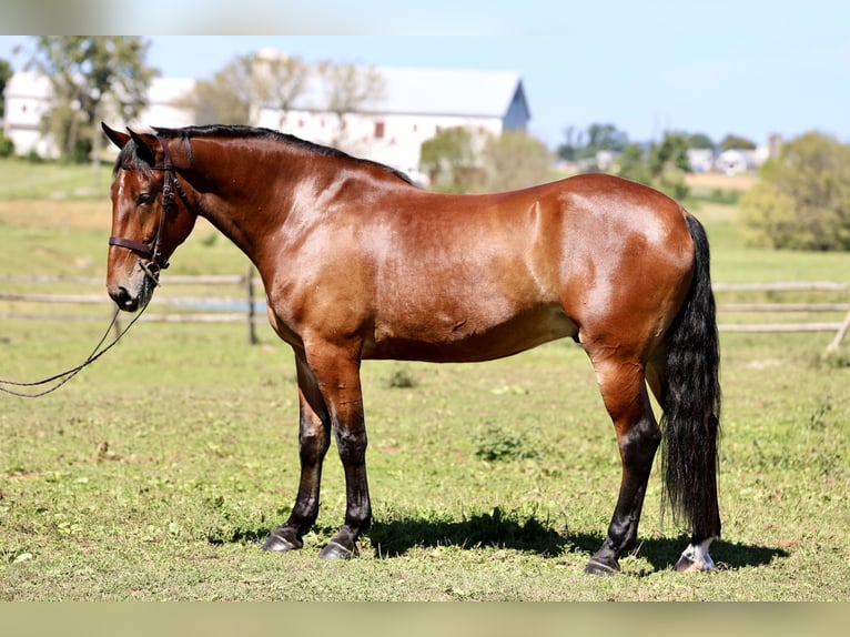 Percheron Mix Ruin 5 Jaar 173 cm Roodbruin in Gap
