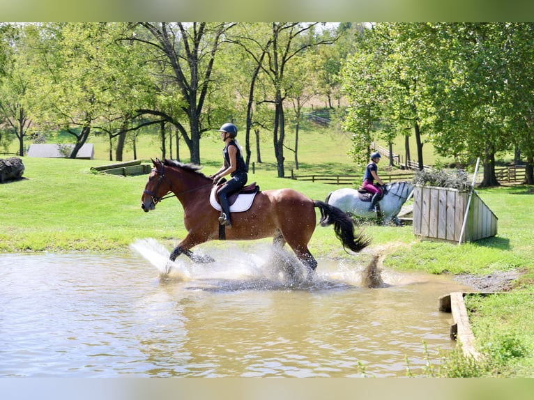 Percheron Mix Ruin 5 Jaar 173 cm Roodbruin in Gap