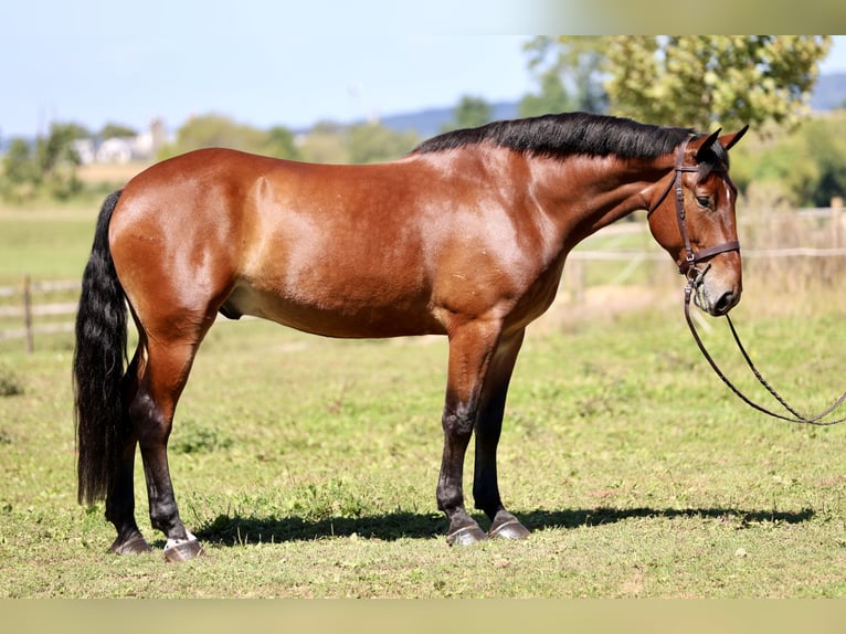 Percheron Mix Ruin 5 Jaar 173 cm Roodbruin in Gap