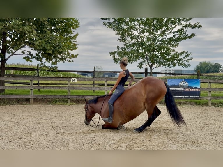 Percheron Mix Ruin 5 Jaar 173 cm Roodbruin in Gap