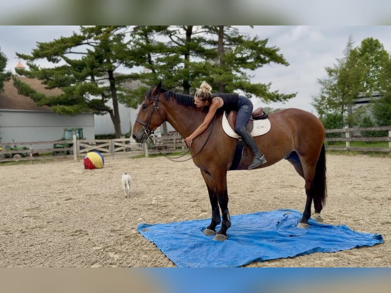 Percheron Mix Ruin 5 Jaar 173 cm Roodbruin in Gap