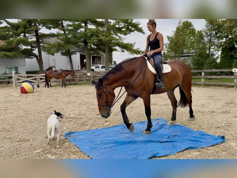 Percheron Mix Ruin 5 Jaar 173 cm Roodbruin in Gap