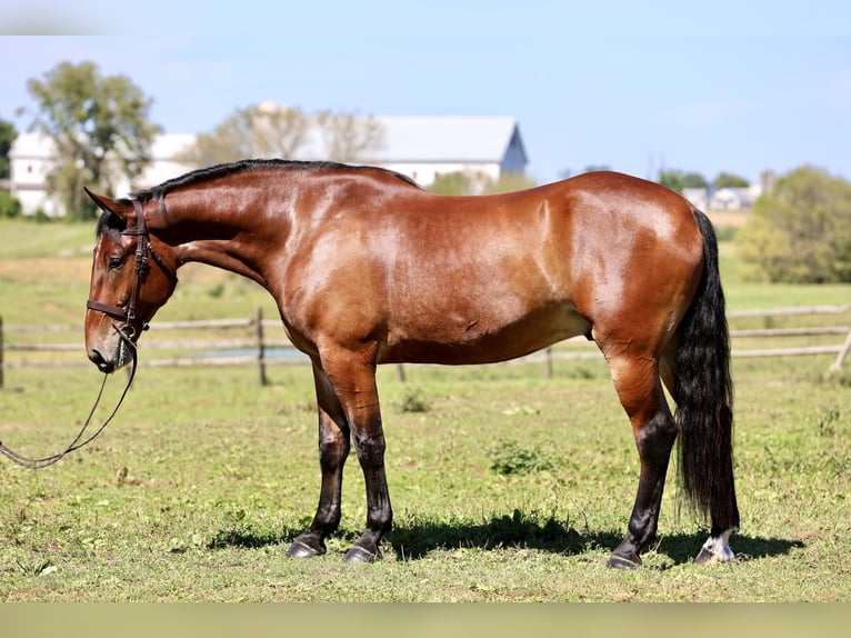 Percheron Mix Ruin 5 Jaar 173 cm Roodbruin in Gap