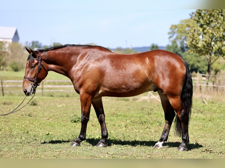Percheron Mix Ruin 5 Jaar 173 cm Roodbruin in Gap