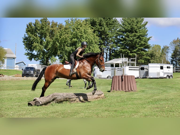 Percheron Mix Ruin 5 Jaar 173 cm Roodbruin in Gap