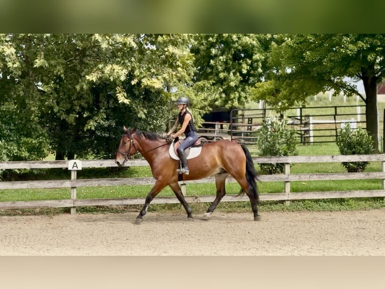 Percheron Mix Ruin 5 Jaar 173 cm Roodbruin in Gap