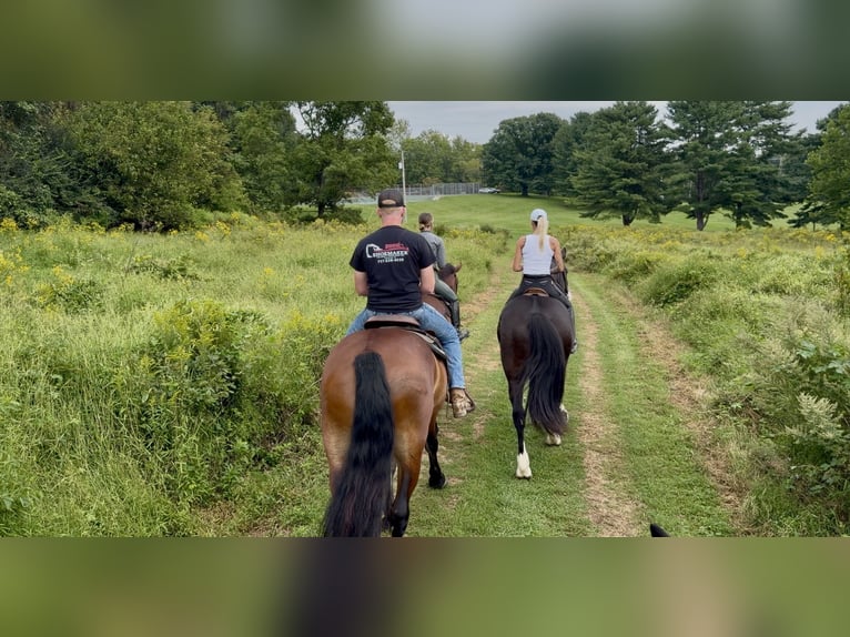 Percheron Mix Ruin 5 Jaar 173 cm Roodbruin in Gap