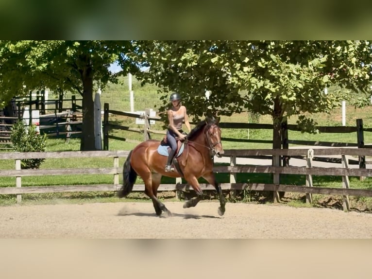 Percheron Mix Ruin 5 Jaar 173 cm Roodbruin in Gap