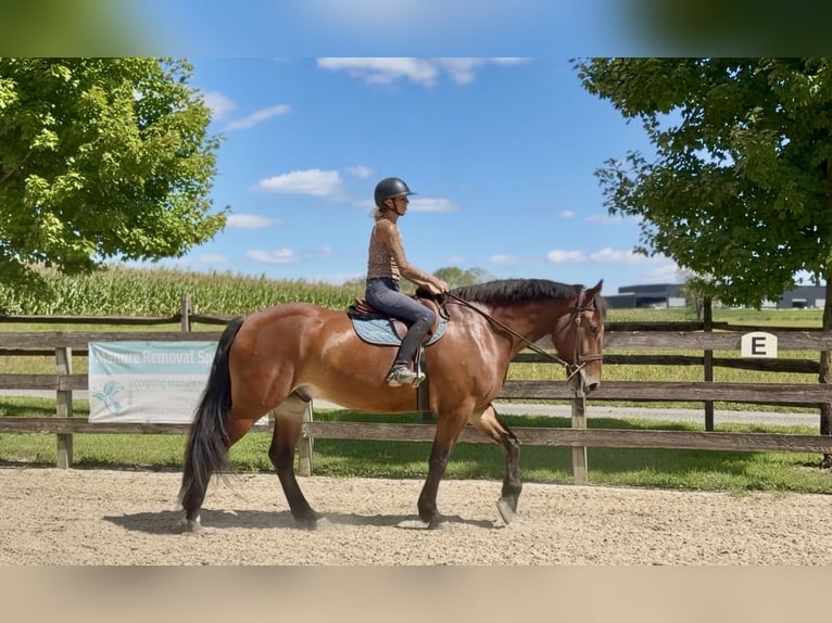 Percheron Mix Ruin 5 Jaar 173 cm Roodbruin in Gap