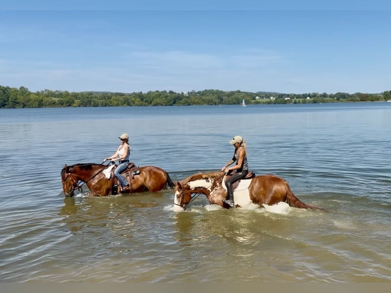 Percheron Mix Ruin 5 Jaar 173 cm Roodbruin in Gap