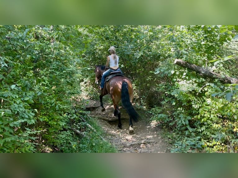 Percheron Mix Ruin 5 Jaar 173 cm Roodbruin in Gap