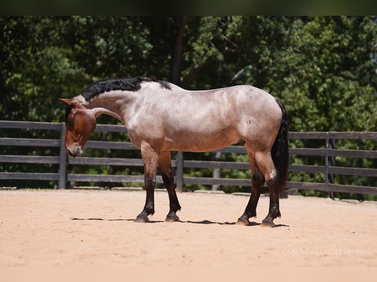 Percheron Mix Ruin 5 Jaar 175 cm Roan-Bay in Clover, SC