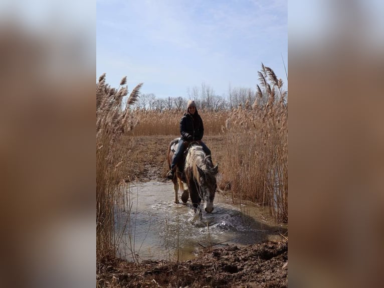 Percheron Ruin 5 Jaar 175 cm Tobiano-alle-kleuren in Howell, MI