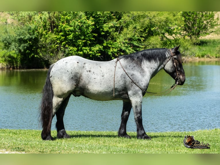 Percheron Mix Ruin 5 Jaar Roan-Blue in Henderson